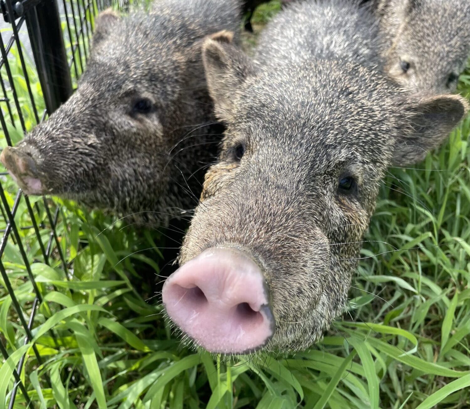 クビワペッカリー来園、お披露目！