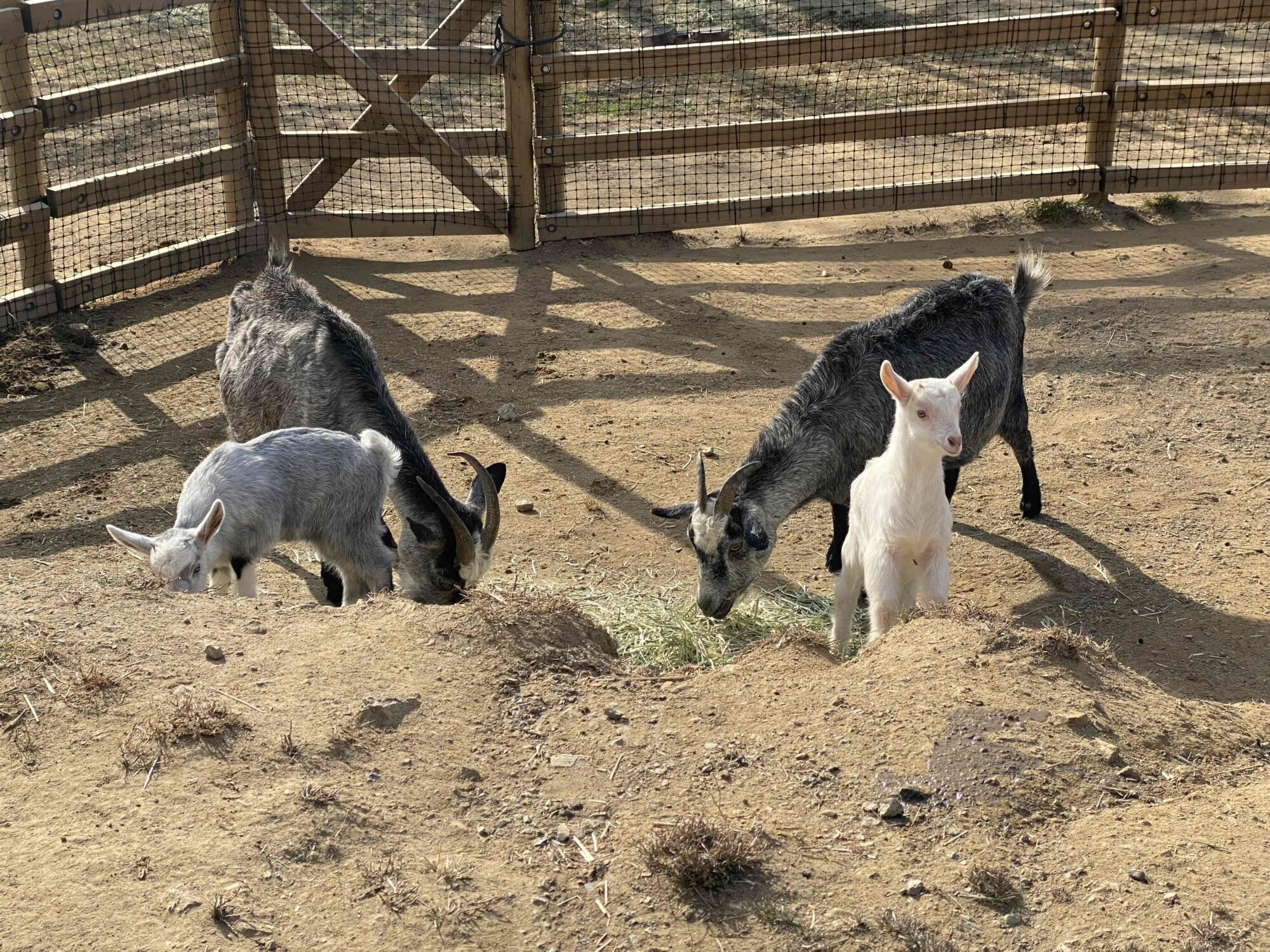 初めての外…！🐐