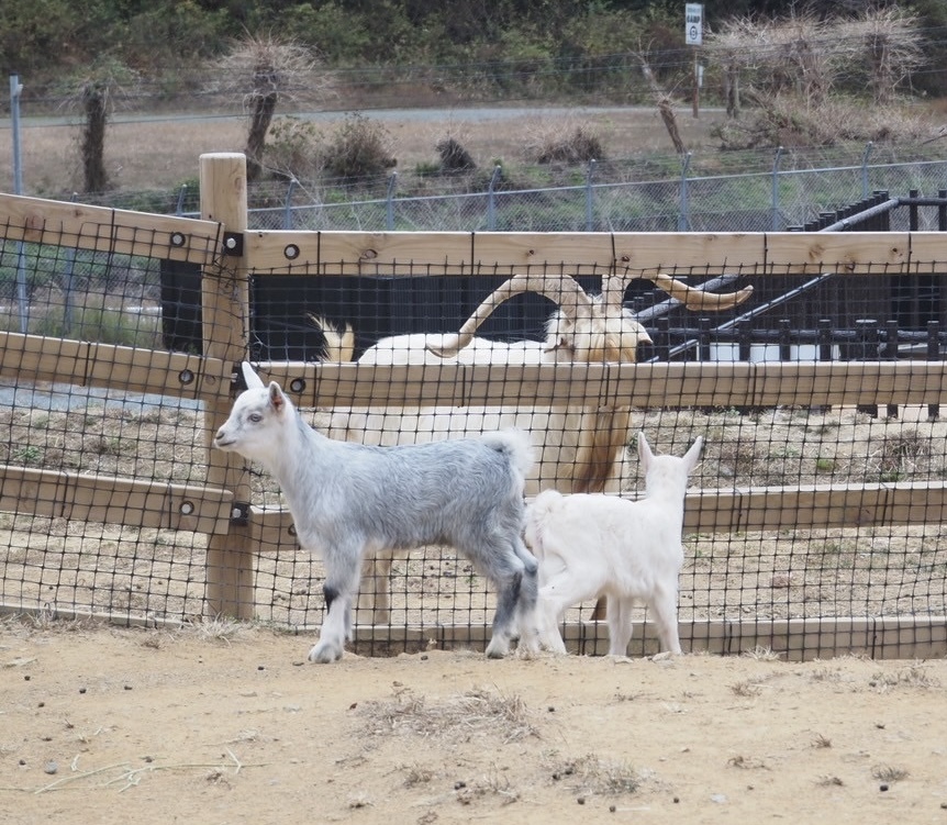 12月25日(水)仔ヤギ公開！🐐🐐