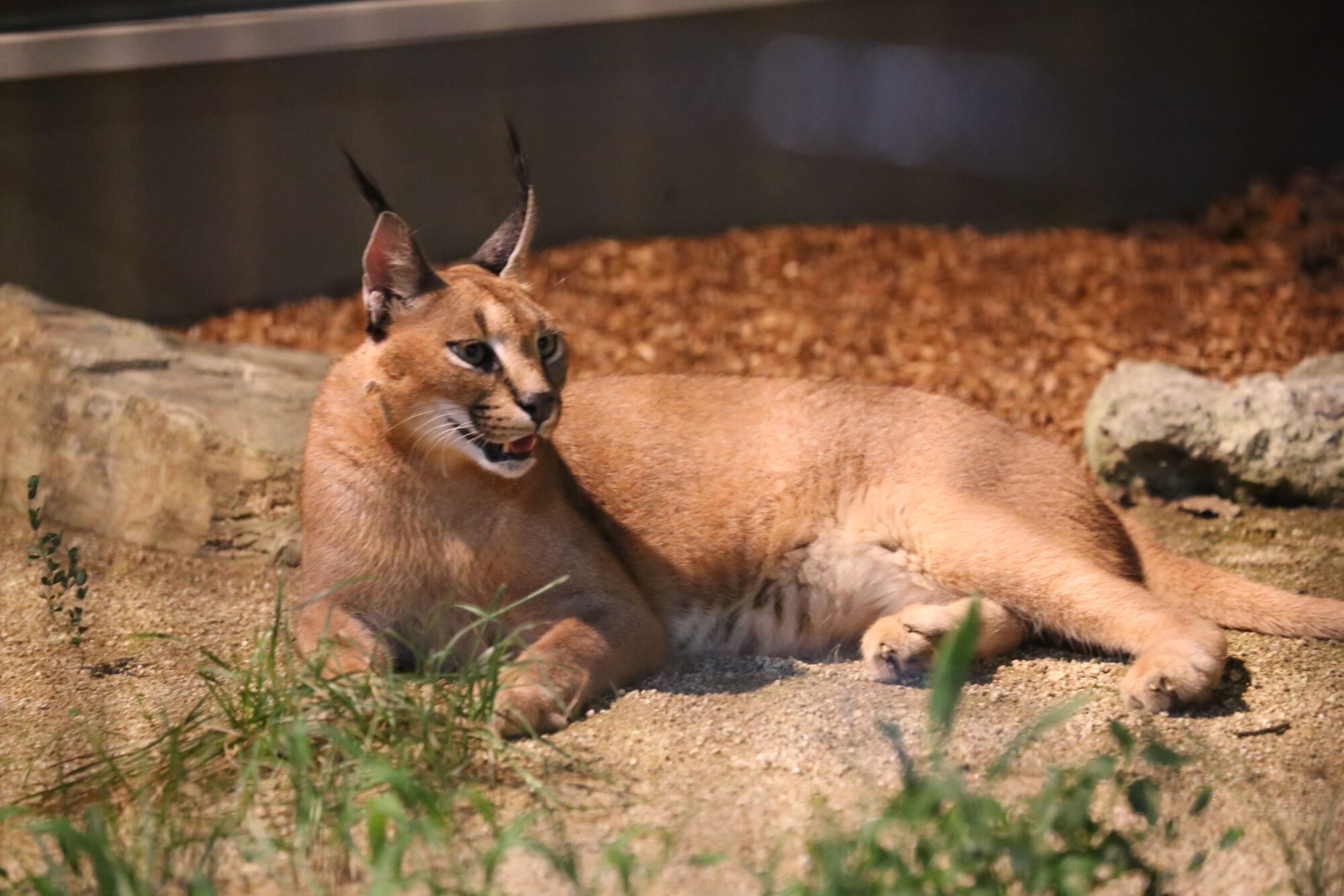 【限定イベント】髙橋園長のナイトツアーを開催します！